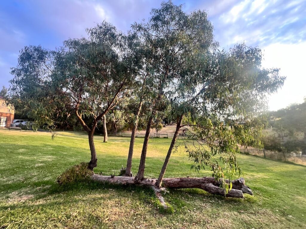 New breed of tree – horizontal tree