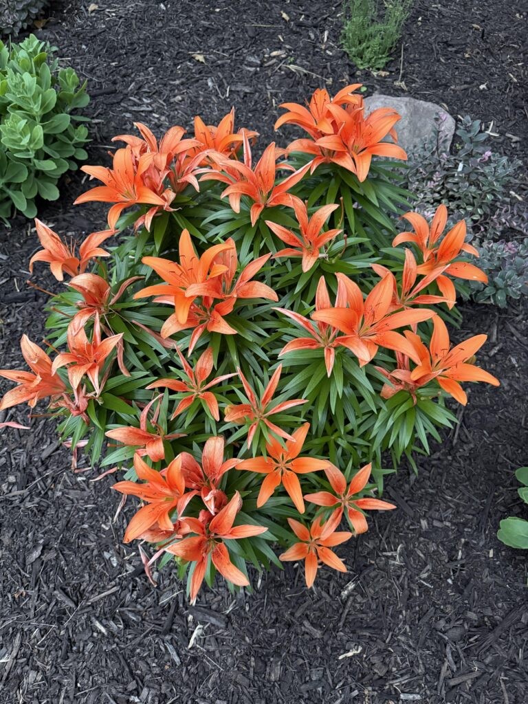 Happy Asiatic Lily