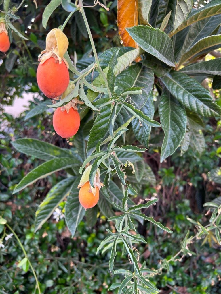 Growing fast in the garden orange fruits and vines are spreading.