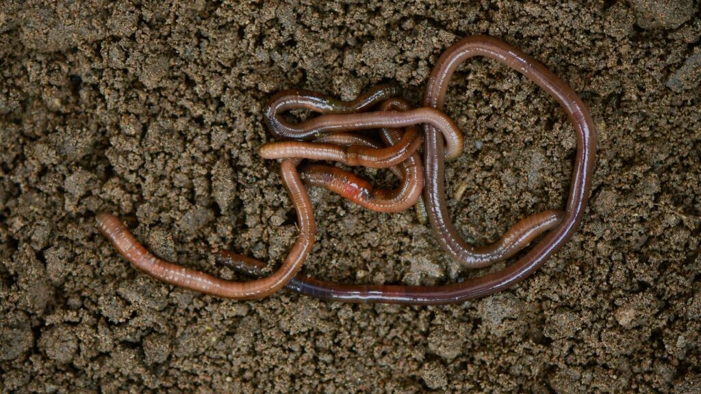 Multiple earthworms intertwined on dark, moist soil.