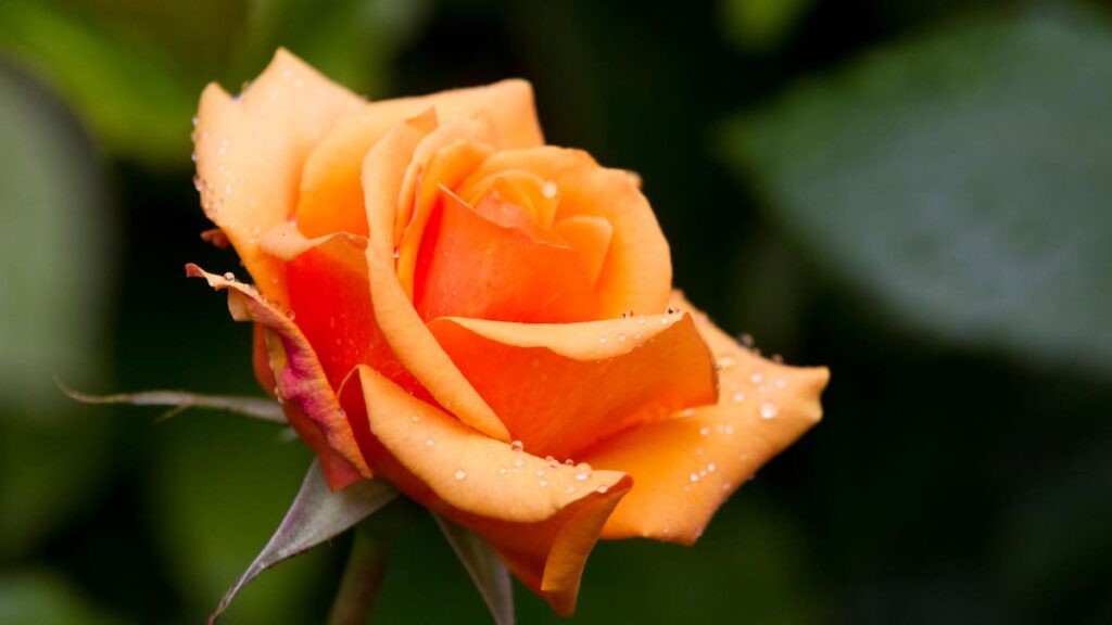 Tenant not liable for dead plants in Christchurch rental, tribunal rules