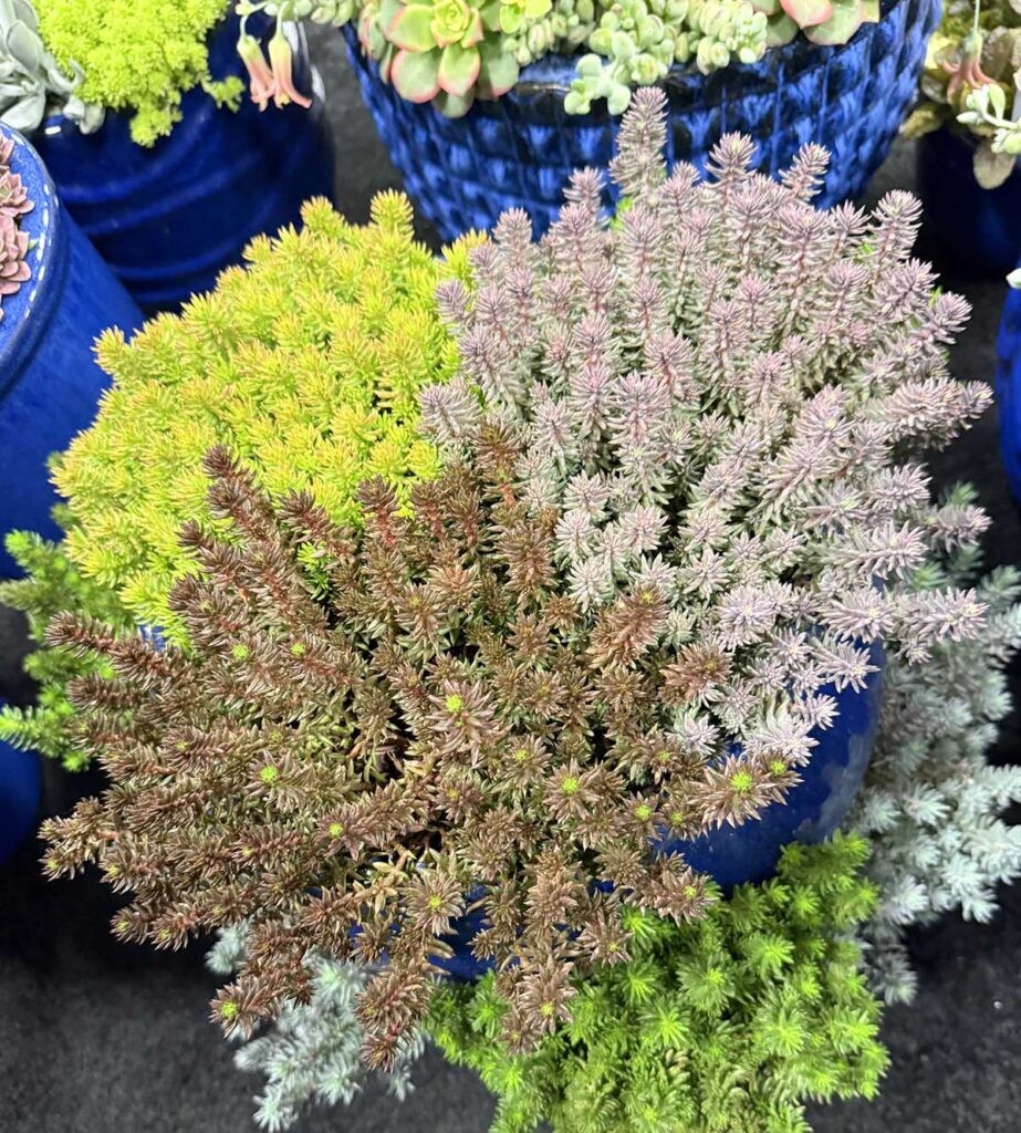 In the Garden: Sedums only get better