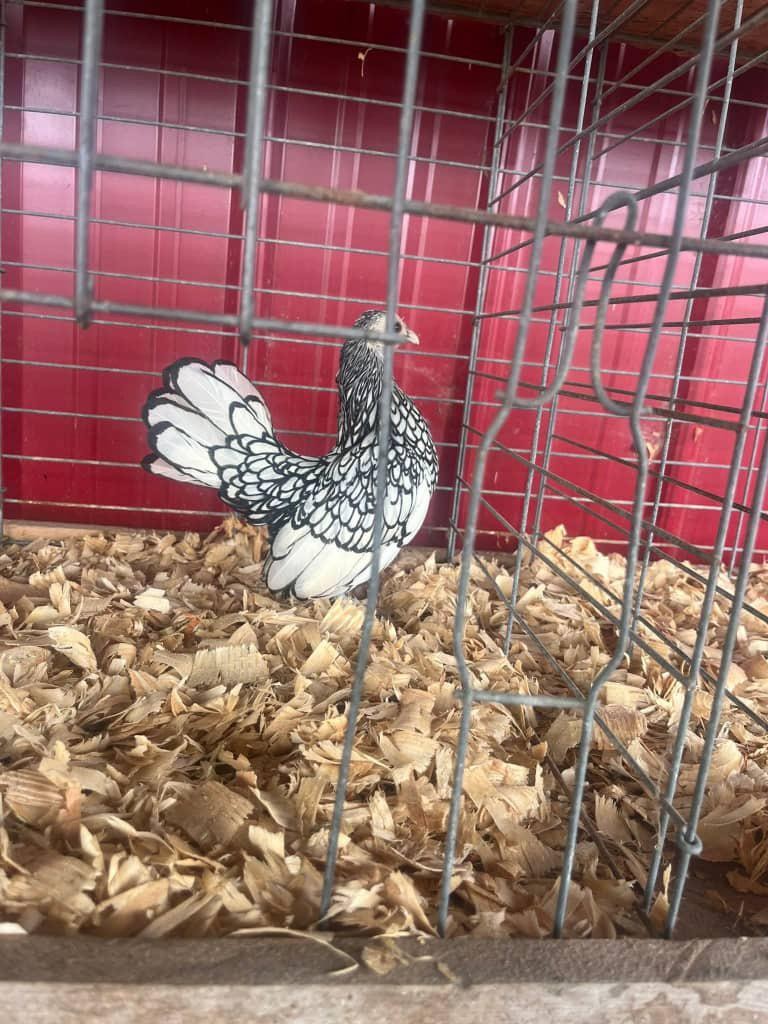 Look at this tiny feathered jewel 🤍🖤 Silver Laced Bantams are proof that good things come in small packages. Anyone else raising these beauties?