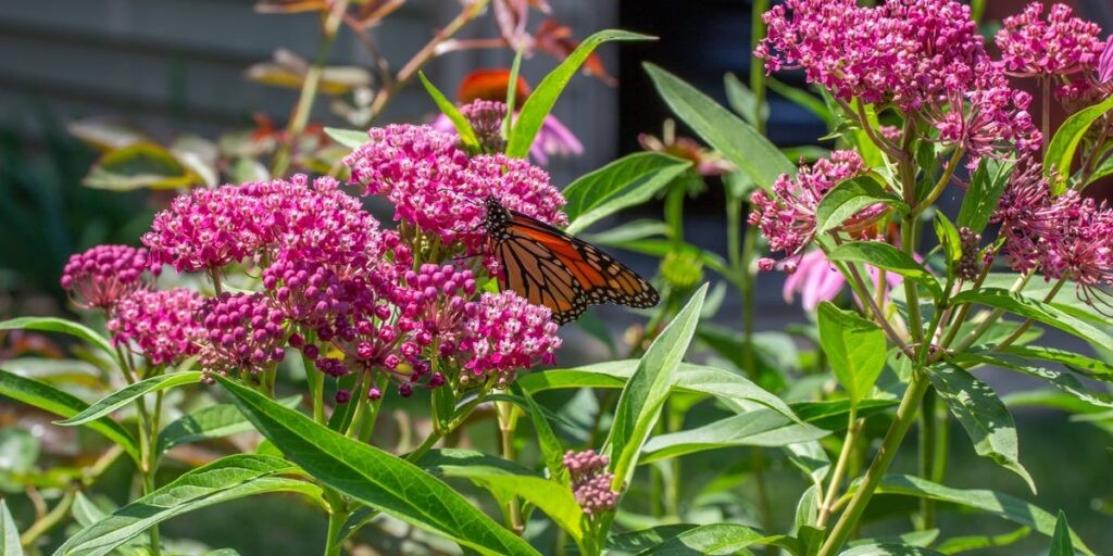The 8 Best Summer Flowers to Grow in the Heat, According to Horticulturists