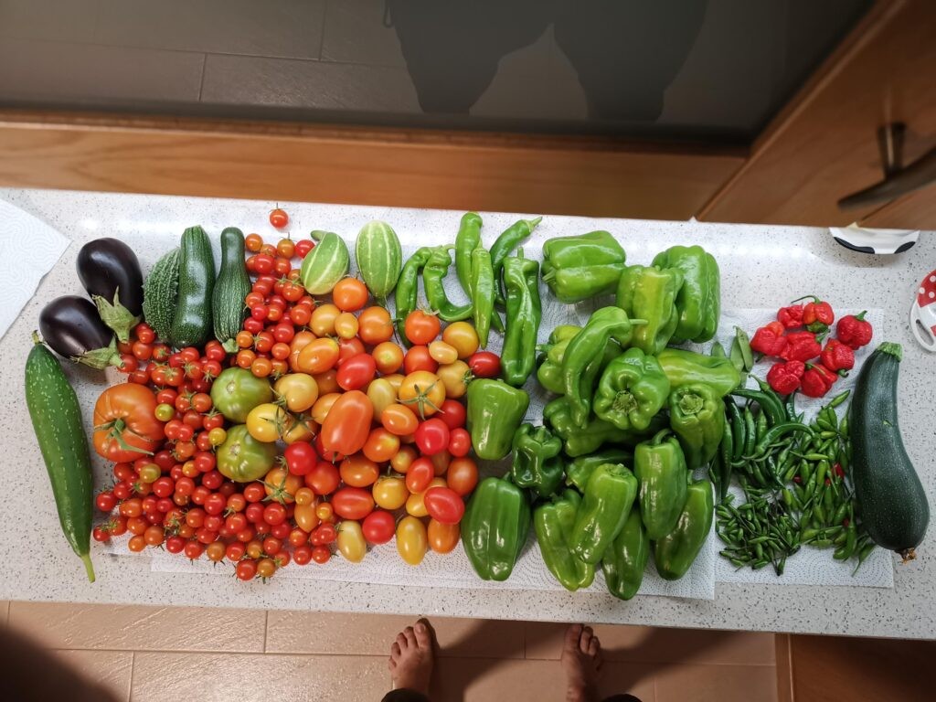 Really pleased given the struggles with the very hot weather this year! Plenty more to come...