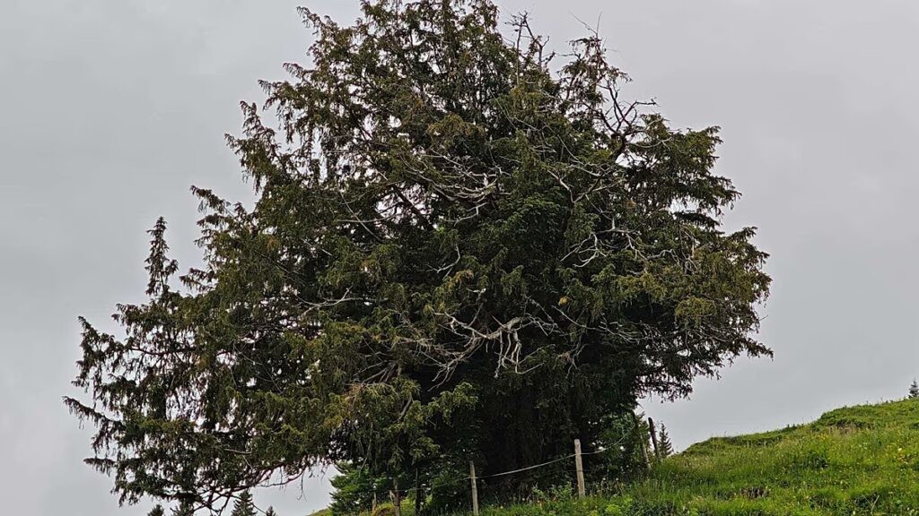 More than 1,100 years old: Germany's oldest tree discovered