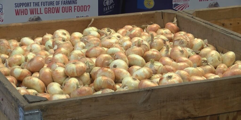 Vidalia onion season begins, bringing sweet and mild flavor straight to stores